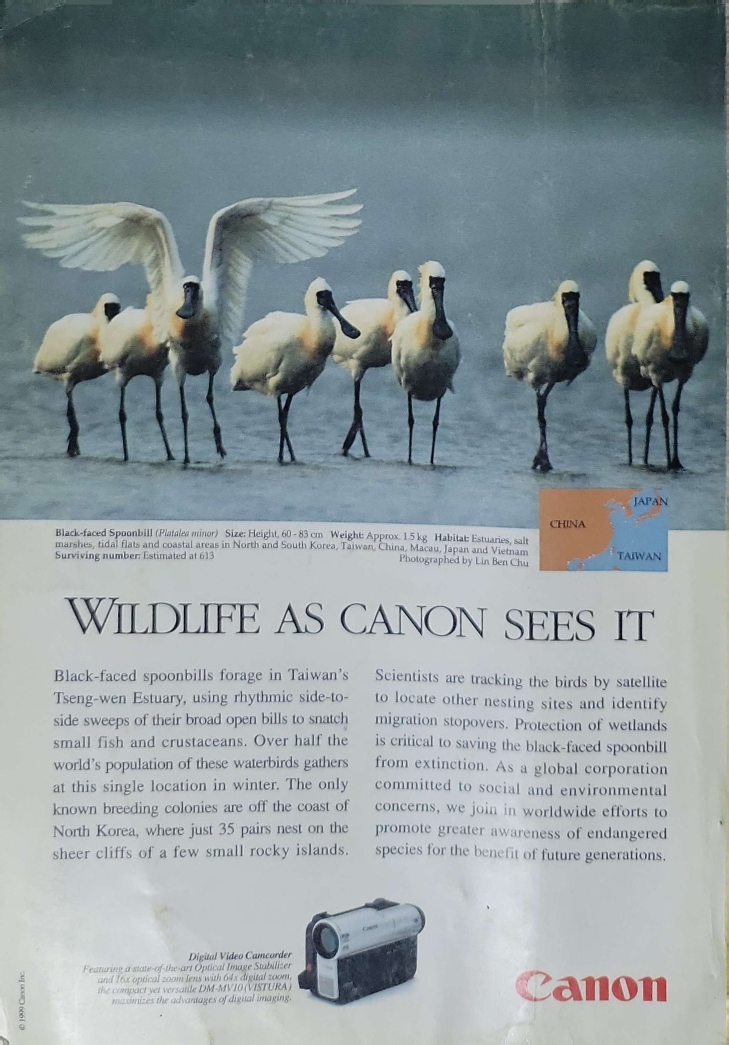 National Geographic (1999): Vol. 195, No. 1 — January 1999 By David Doubilet and Douglas H. Chadwick and Don Belt and Jesús Rivas and Greg Child and George E. Stuart and A. R. Williams