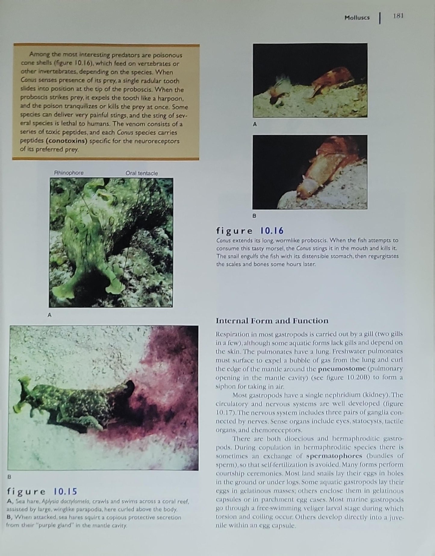 Animal Diversity: third edition