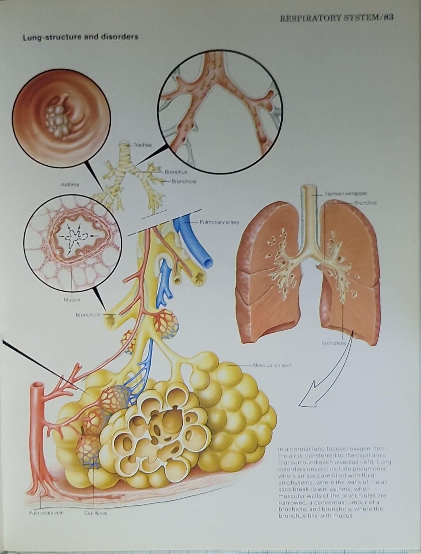 Atlas of Anatomy