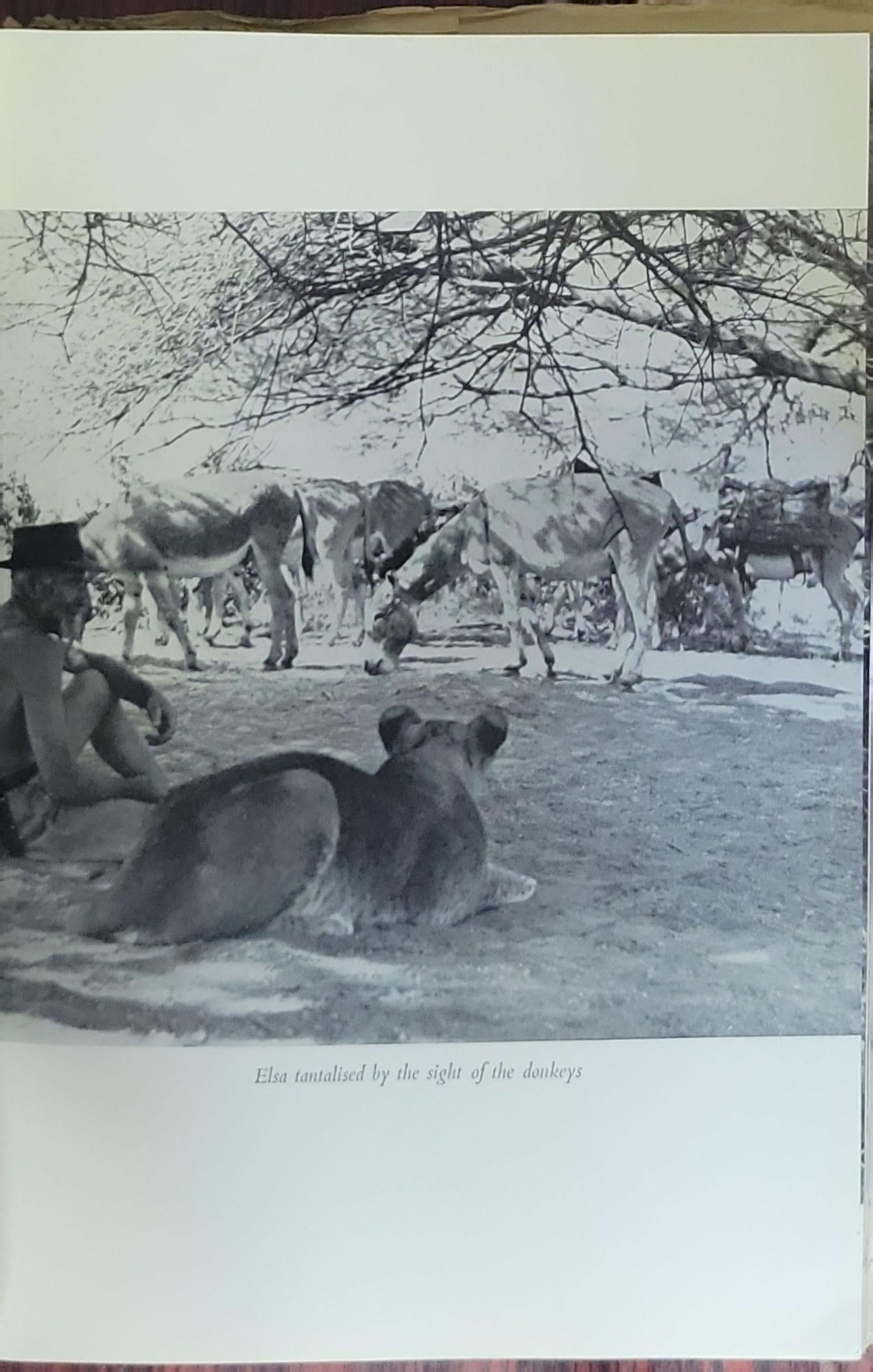 BORN FREE: A Lioness of Two Worlds