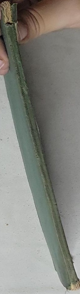 CLEOPATRA - ANGLO: Theme and Variations