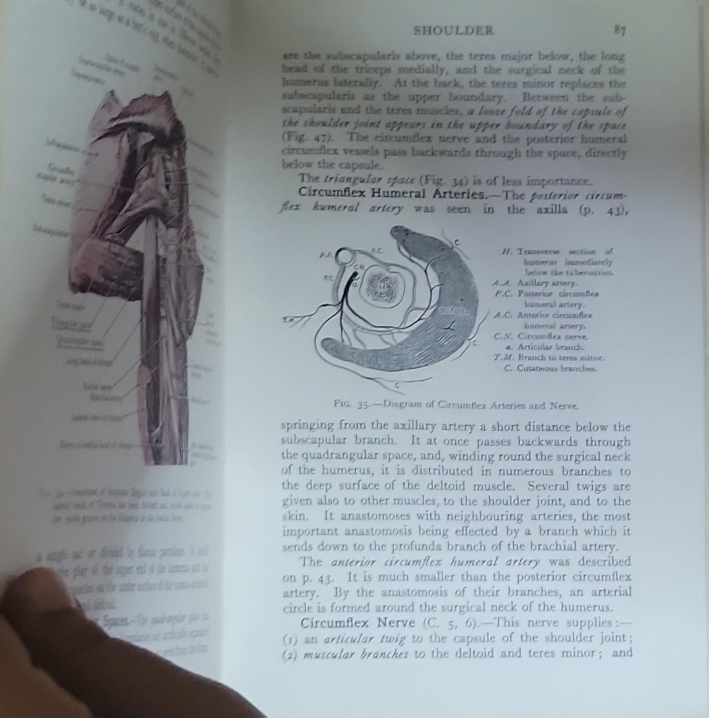 Cunningham's Manual of Practical Anatomy