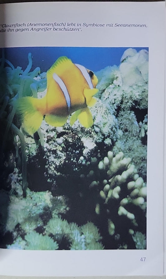 DIE FASZINATION DES ROTEN MEERES