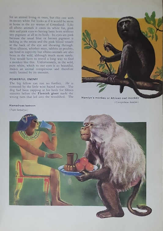 ECCENTRICS OF THE ANIMAL WORLD