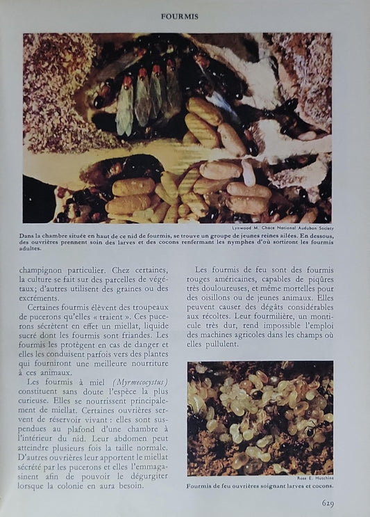 Histoire naturelle pour garçons et filles