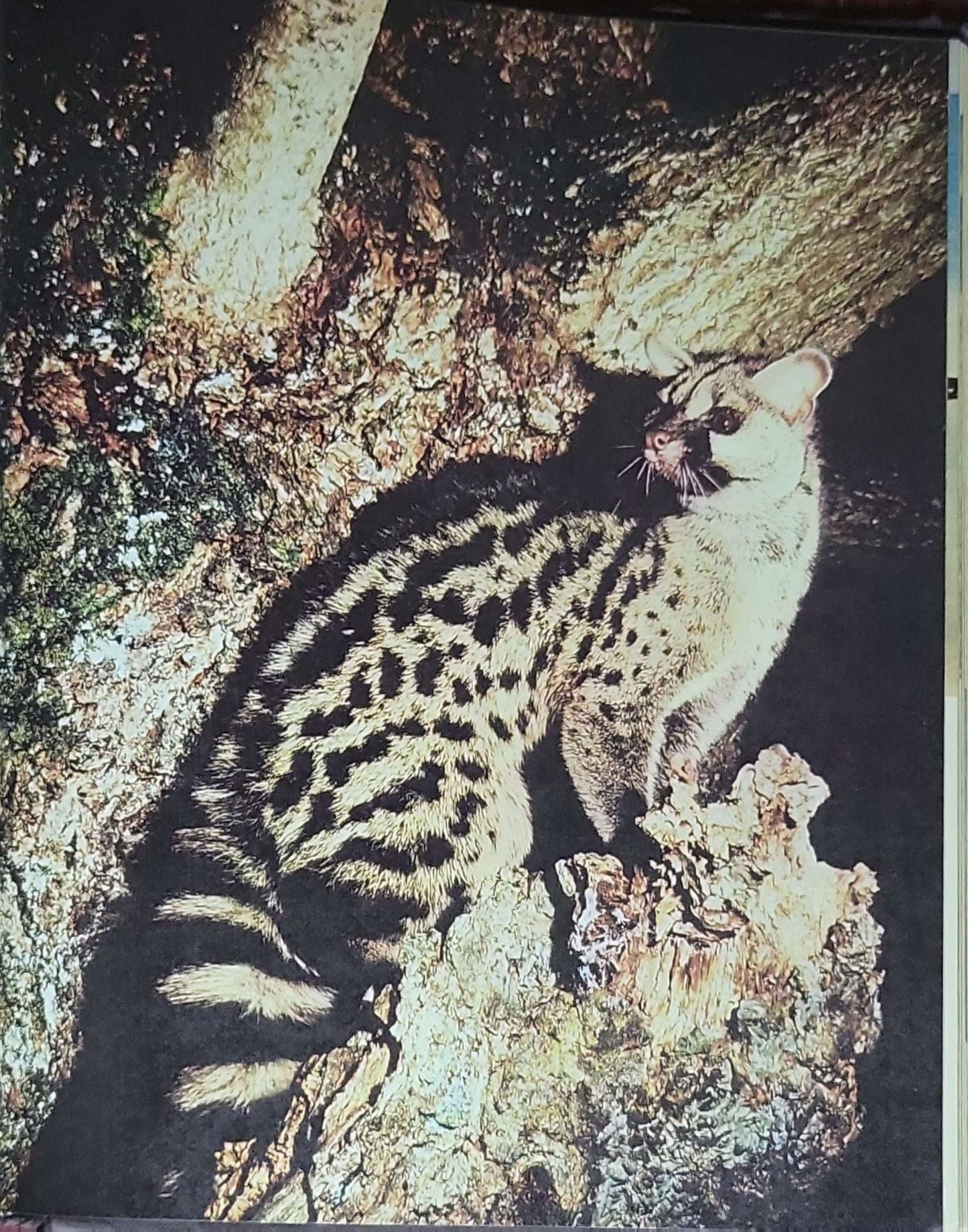 Larousse Encyclopedia of the Animal World: Introduction by Desmond Morris; English edition edited by A.R. Waterston