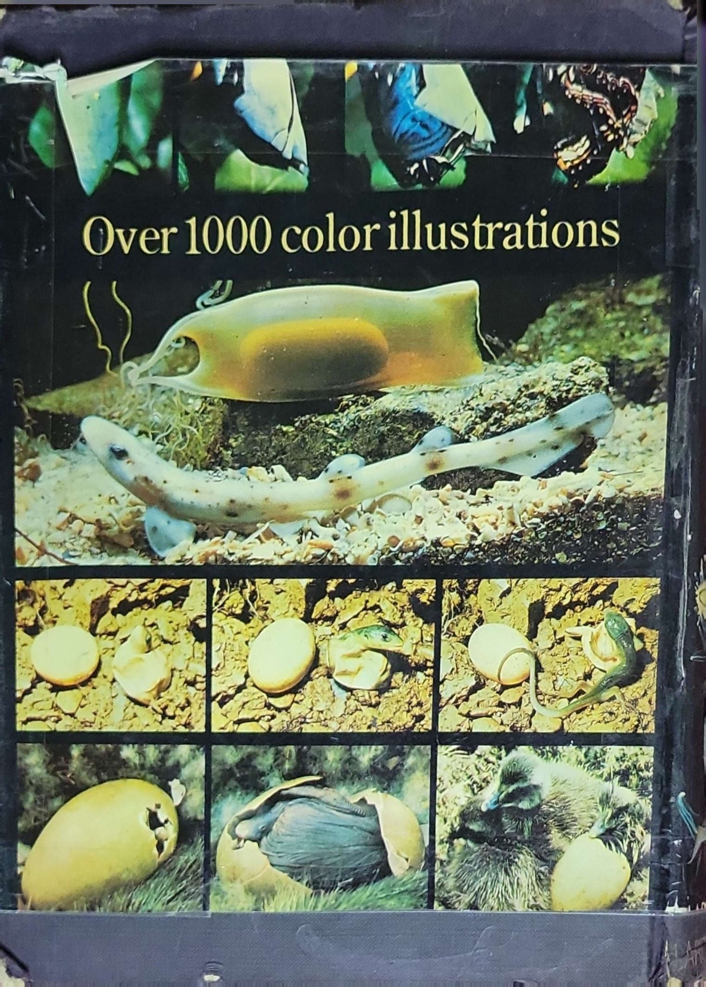 Larousse Encyclopedia of the Animal World: Introduction by Desmond Morris; English edition edited by A.R. Waterston