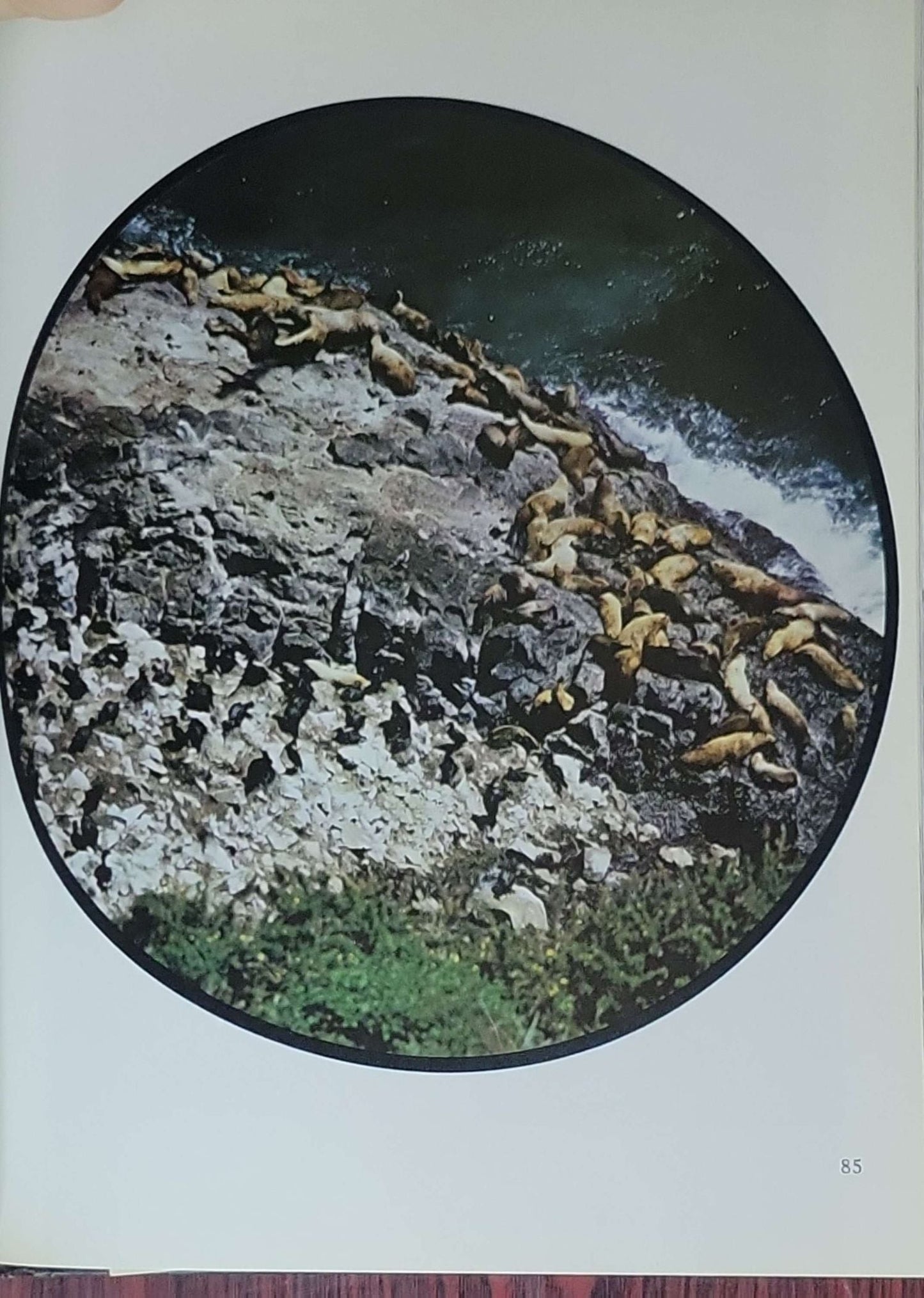 The Ocean World of Jacques Cousteau: Mammals in the Sea