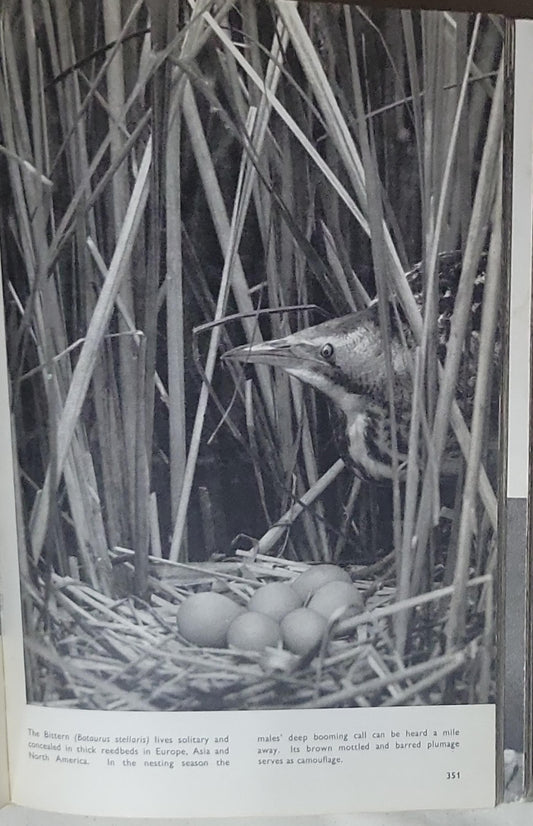 The Pictorial Encyclopedia of the Animal Kingdom