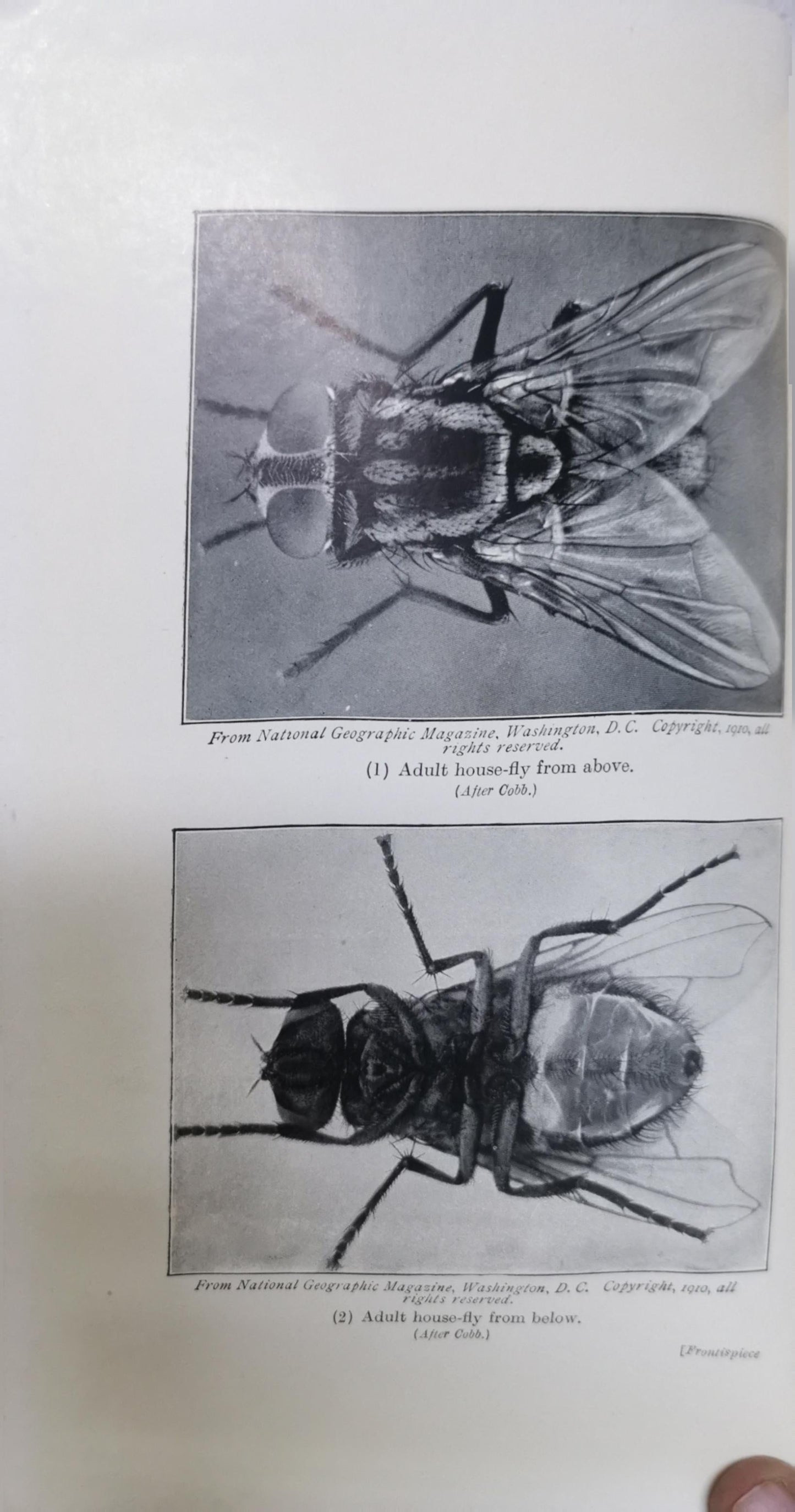 THE REDUCTION OF DOMESTIC FLIES By Edward Halford Ross
