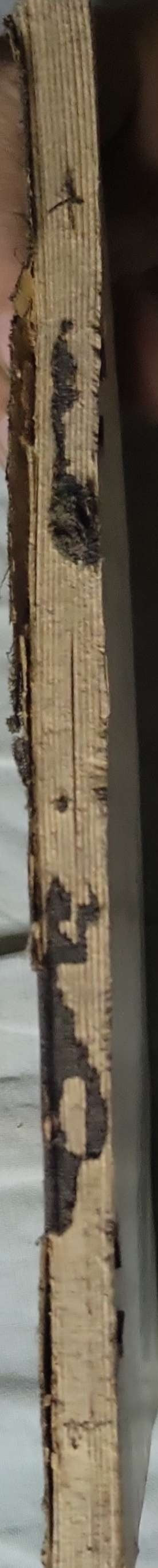 الأدب اللائق (1931): سابقاً: آداب اللباقة. الطبعة الثالثة By محمد مسعود