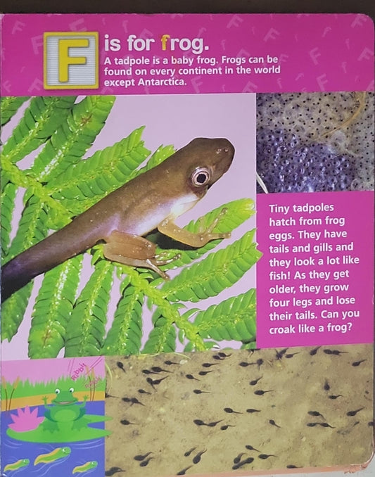 Baby Animals