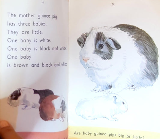 Guinea Pigs