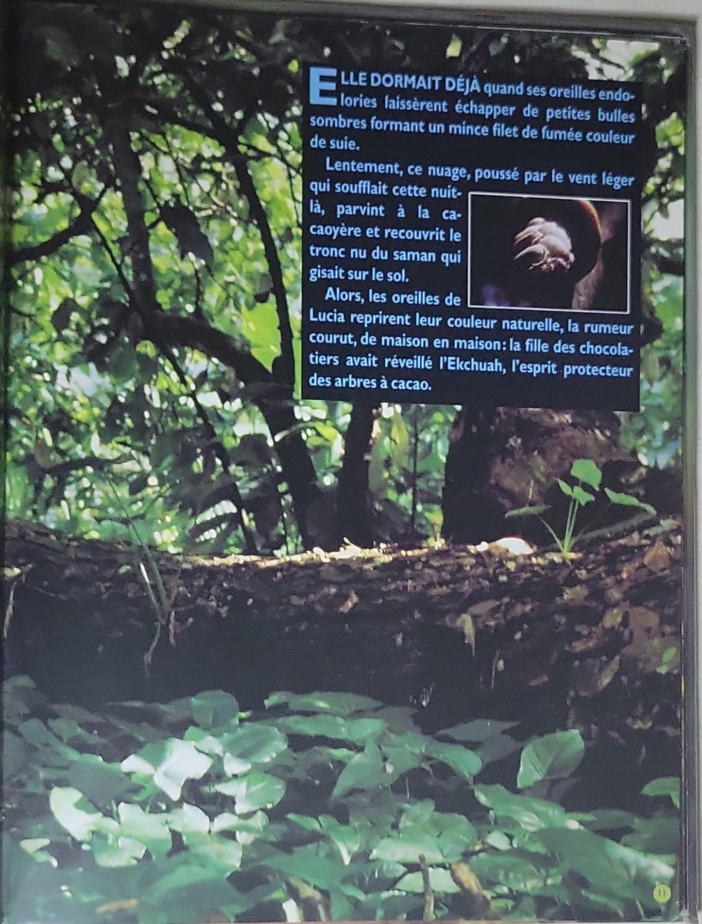 L'arbre à chocolat: Collection Archimède (École des Loisirs)