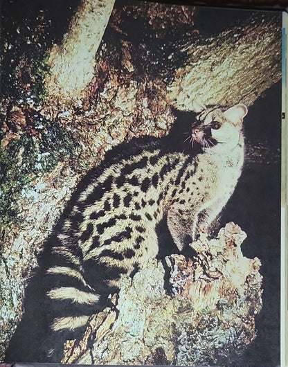 Larousse Encyclopedia of the Animal World: Introduction by Desmond Morris; English edition edited by A.R. Waterston