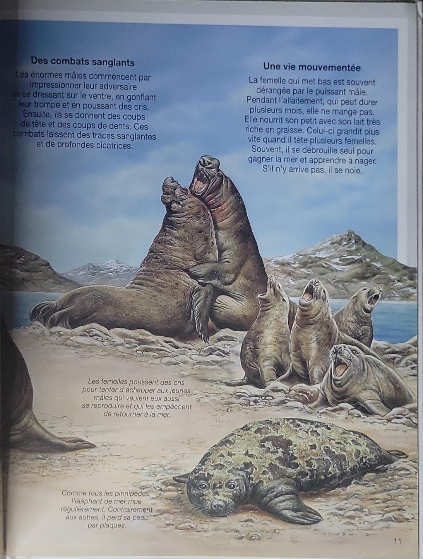 Les Animaux du Froid