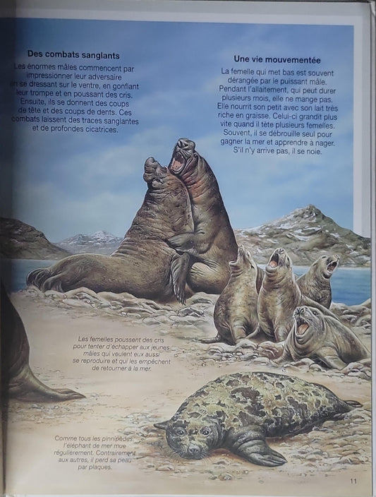 Les Animaux du Froid