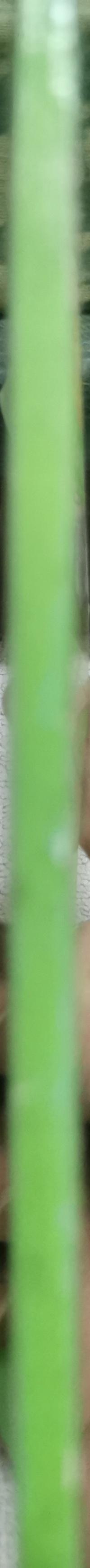 The Prisoner of Zenda By Anthony Hope