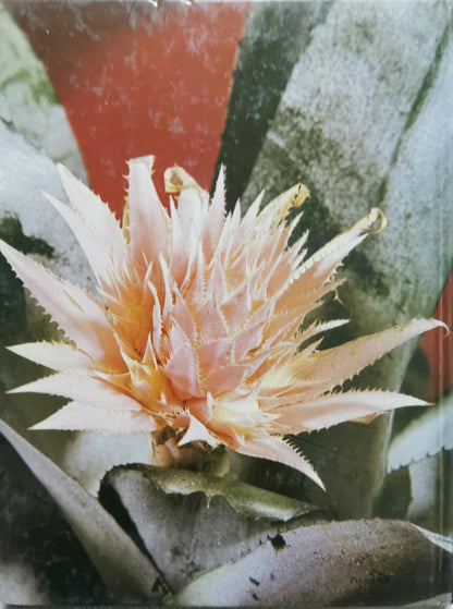 The World of House Plants By Patrick A. Johns